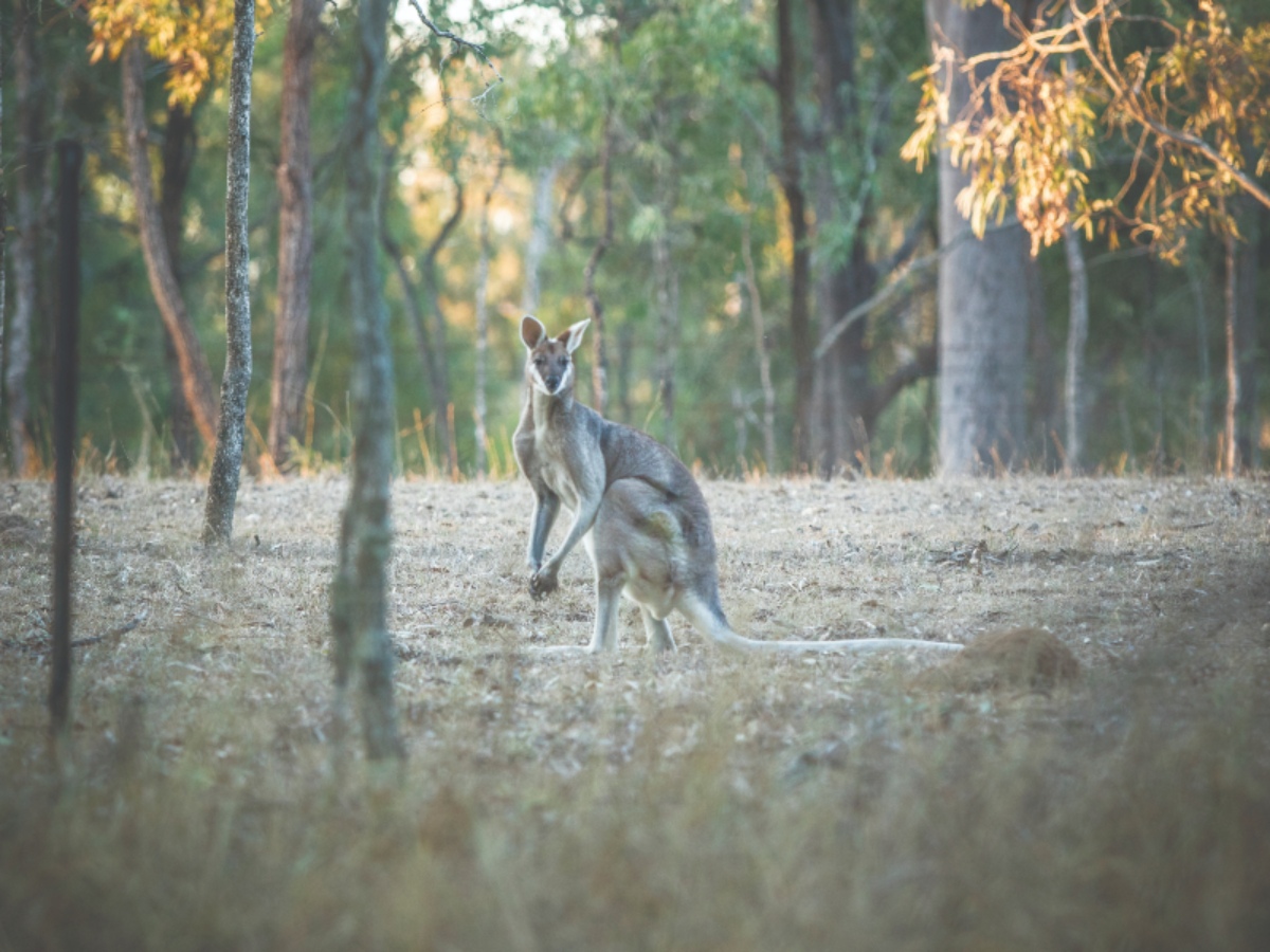 [Land for Sale] Park Lake Estate, Adare OpenLot